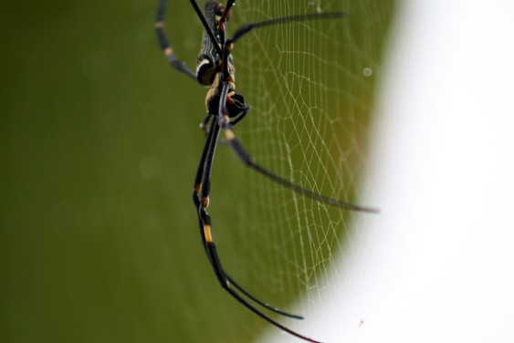 Une araignée néphile dans les vergers du delta du Mékong