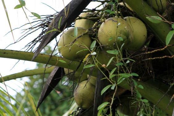 Noix de coco, dans les vergers du delta du Mékong