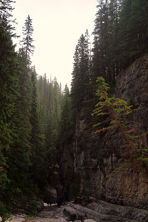 Falaise et forêt sur le sentier de Grotto Canyon.