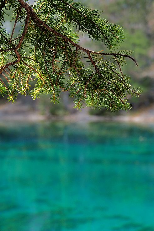 Branche de conifère surplombant les eaux turquoise des lacs Grassi.