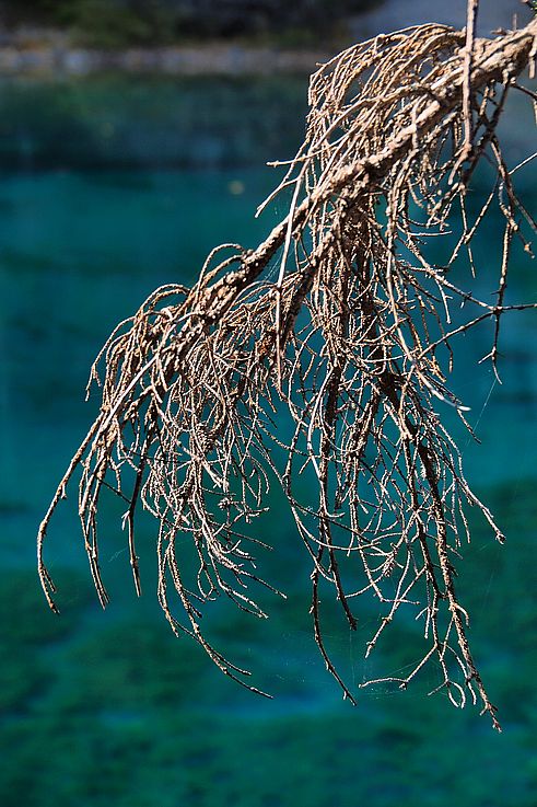 Branche morte surplombant les eaux turquoise des lacs Grassi.