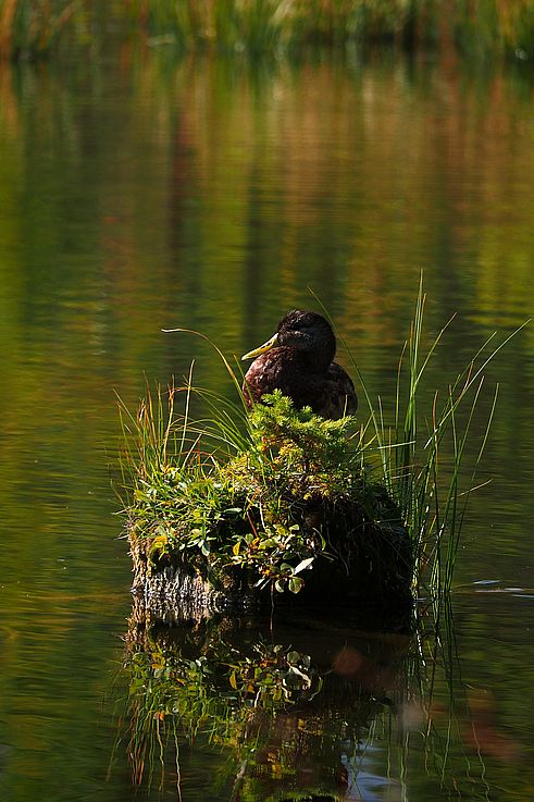 Canard noir (Anas rubripes) sur un îlot végétalisé aux Vermilion Lakes, Banff.