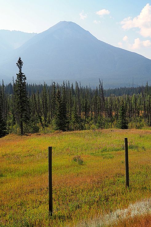 Paysage de montagne et forêt de conifères sur le sentier Banff Heritage Trail dans les Rocheuses.