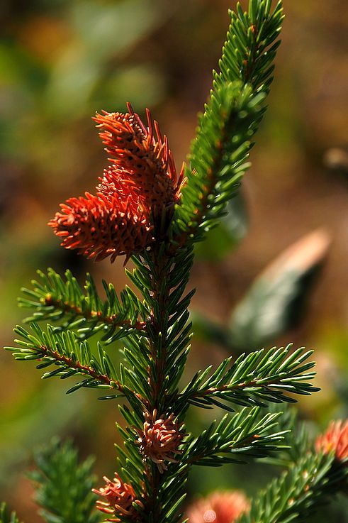 Cônes femelles juvéniles sur une branche d'épinette blanche (Picea glauca) dans le parc national Banff.