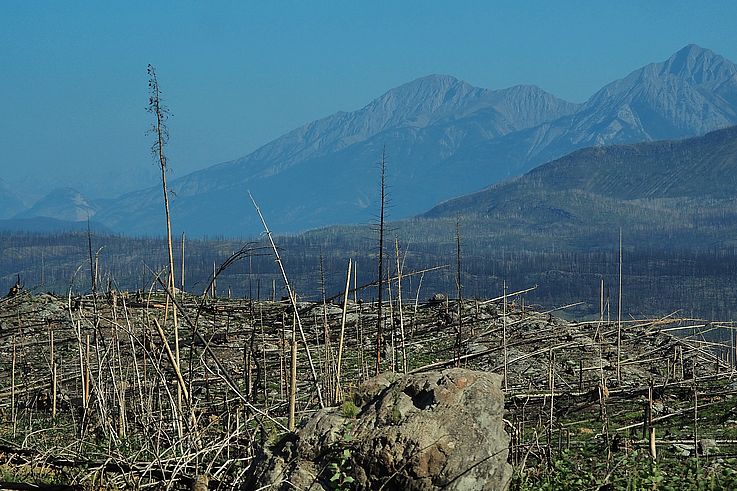 Forêt brûlée au sein du parc national Jasper dans les montagnes Rocheuses.