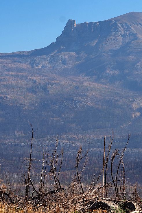 Forêt brûlée sur les pentes de Marmot Road, parc national Jasper.