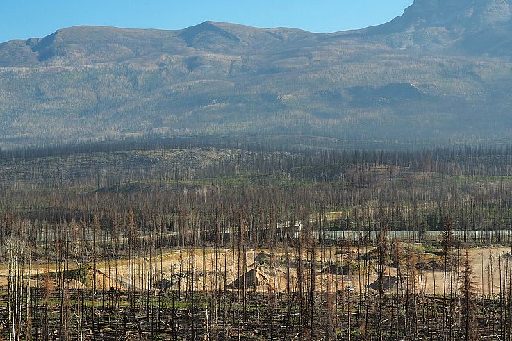 Repousse de la végétation dans la forêt brûlée du parc national Jasper au pied des montagnes.
