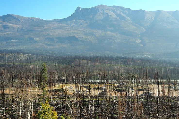 Repousse de la végétation dans la forêt brûlée du parc national Jasper.
