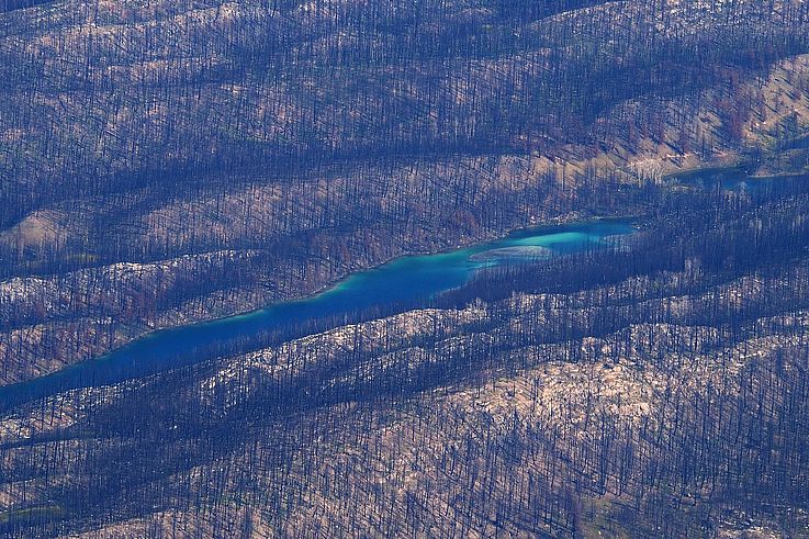 Lac turquoise entouré par la forêt brûlée du parc national Jasper.