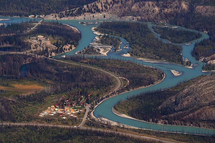 Forêt brûlée dans la vallée de l'Athabasca, parc national Jasper.
