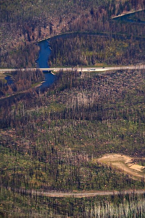 Repousse de la végétation dans la forêt brûlée le long de la rivière et de la route dans le parc national Jasper.