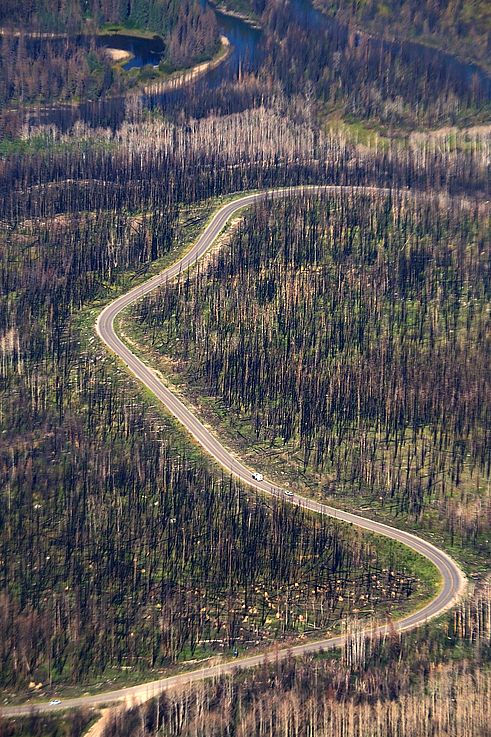Route sinueuse à travers une zone forestière marquée par les incendies et la repousse végétale dans le parc national Jasper.