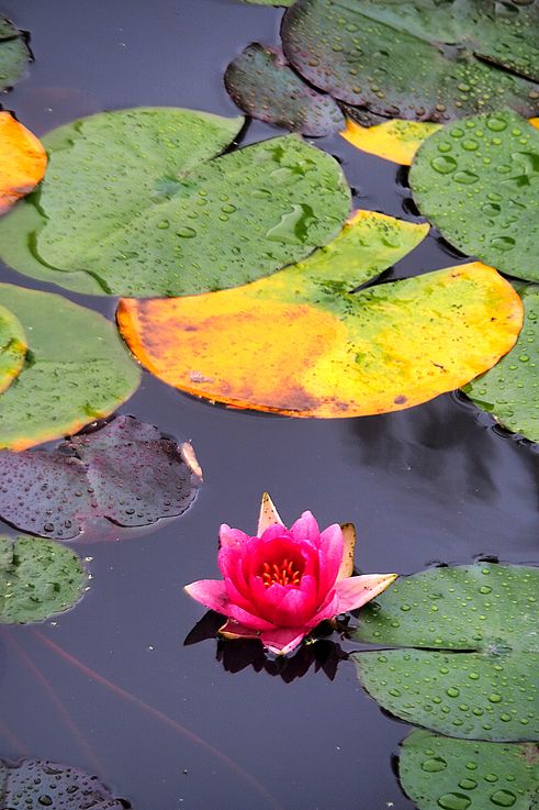 Pink water lily on the pond of the Dr. Sun Yat-Sen Chinese Garden in Vancouver.