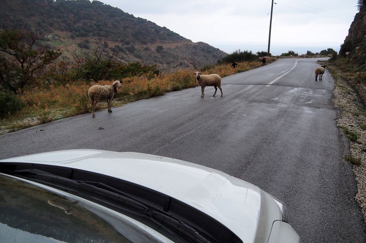 Ovejas en la isla de Eubea