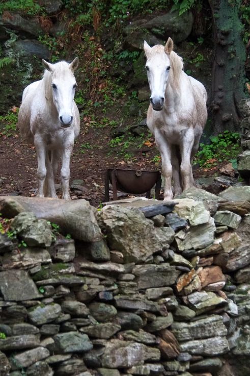 Caballos en las gargantas de Dimosari