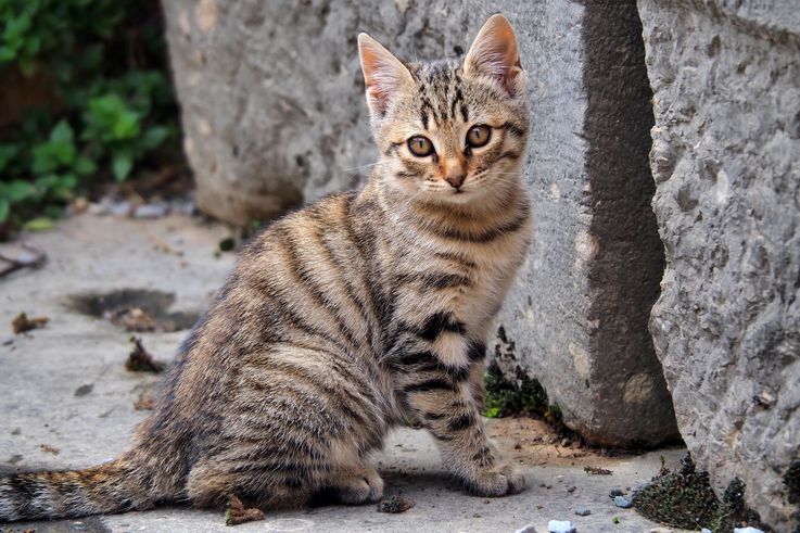 Gato en el Santuario de Delfos