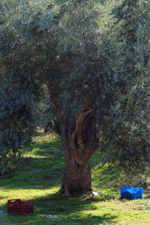 El olivar de Delfos