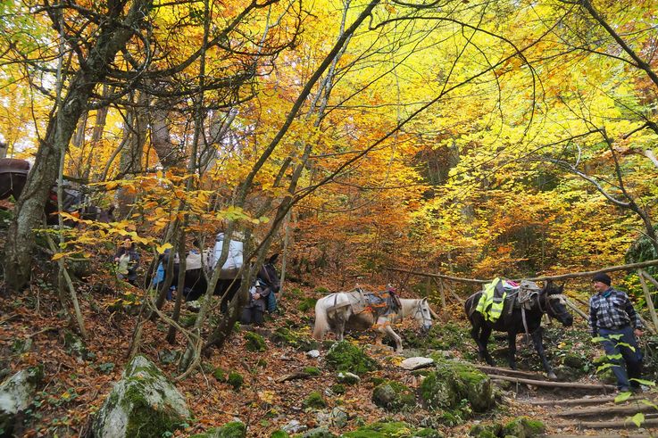 Forêt du mont Olympe