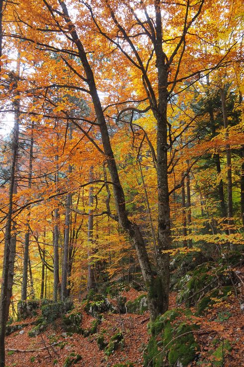 Forêt du mont Olympe