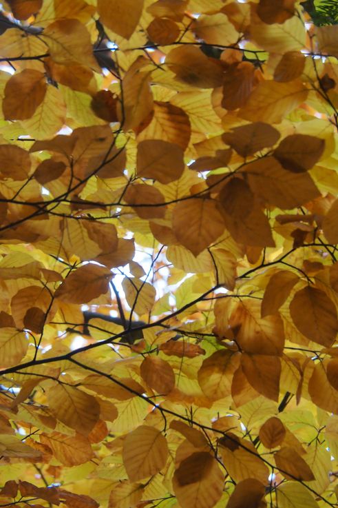 Forêt du mont Olympe