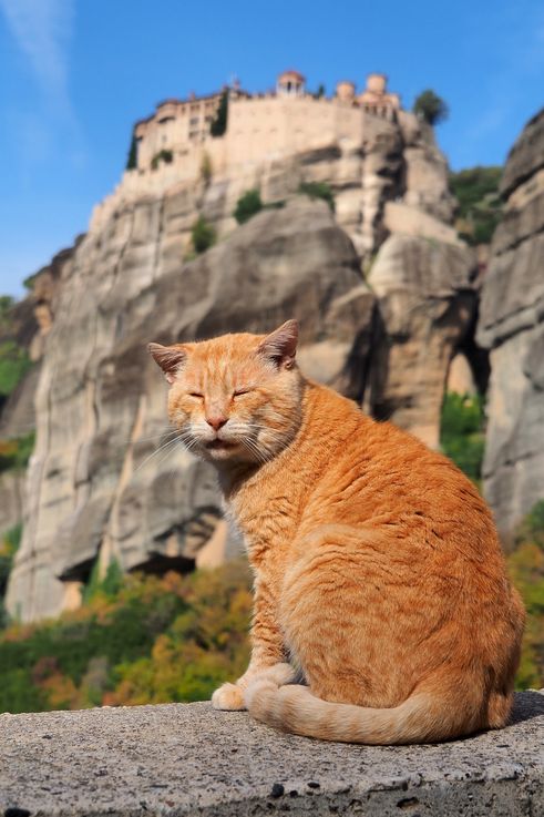 Disgruntled cat and the Monastery of Varlaam in Meteora...