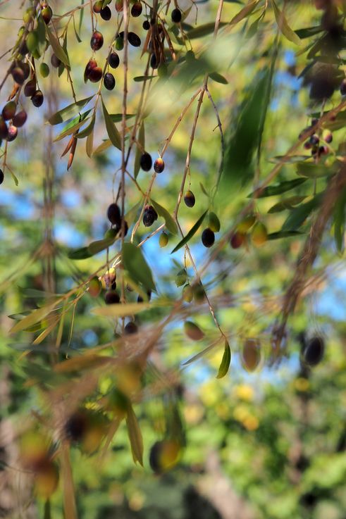 El sitio arqueológico de Olimpia