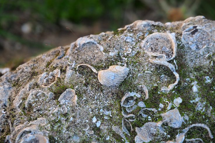 El sitio arqueológico de Olimpia