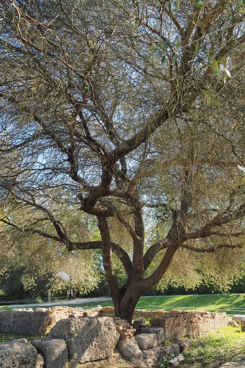 Olivo - sitio arqueológico de Olimpia