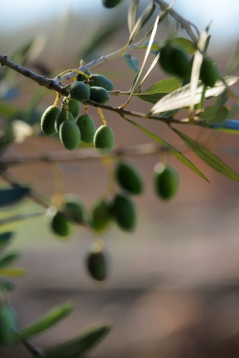 Olivo - sitio arqueológico de Olimpia