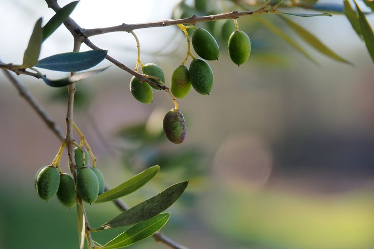 Olivo - sitio arqueológico de Olimpia