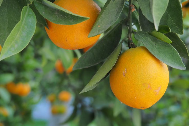 Orange tree in Kalamata