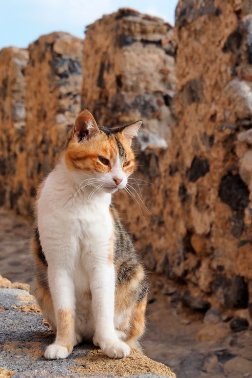 Gato en Monemvasia