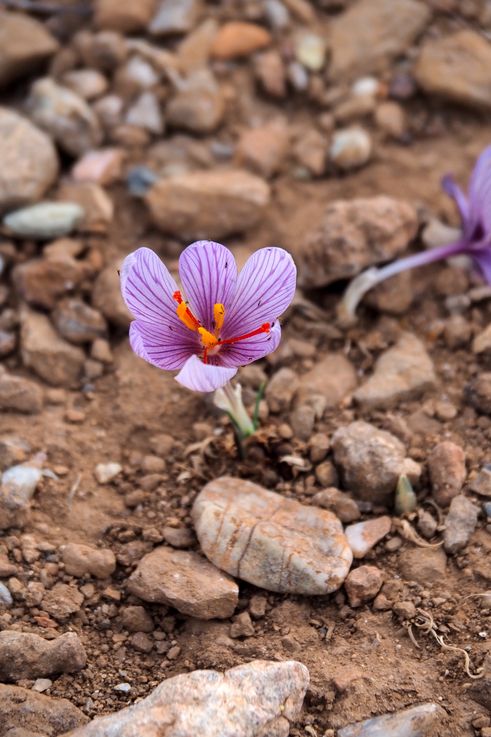 Crocus de Ligurie (Crocus ligusticus) au Cap Sounion