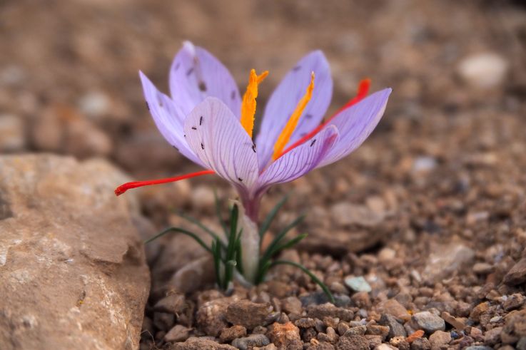 Crocus de Ligurie (Crocus ligusticus) au Cap Sounion