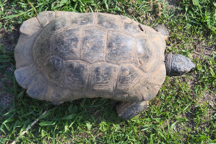 Tortue bordée. Site des céramiques à Athènes.