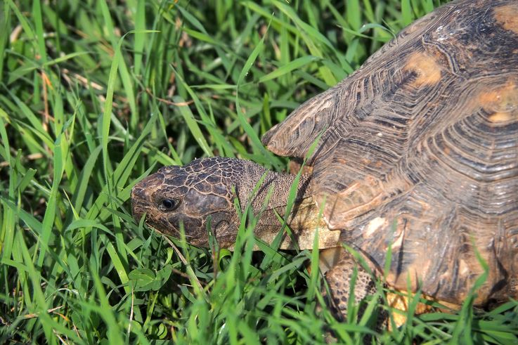 Tortue bordée. Site des céramiques à Athènes.