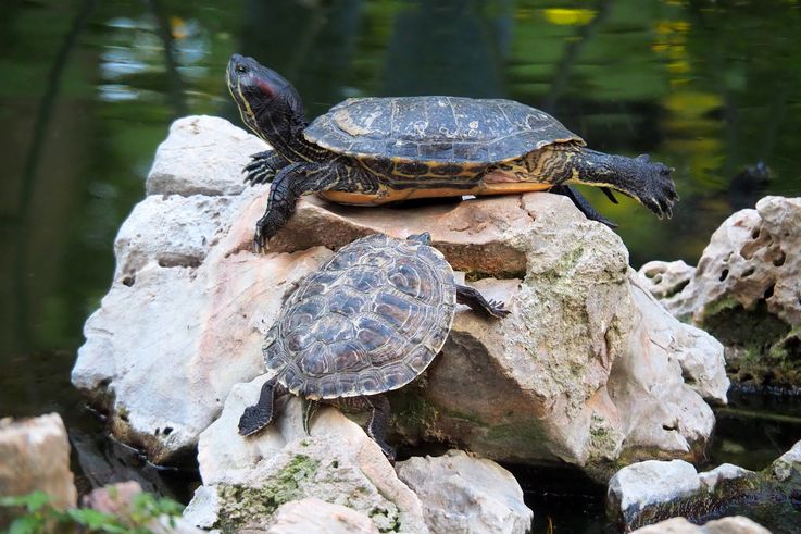 Tortues de Floride (Trachemys Scripta) au jardin national d'Athènes