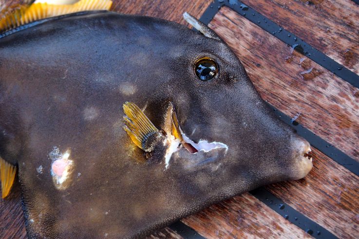 Pêche sur le voilier Magix