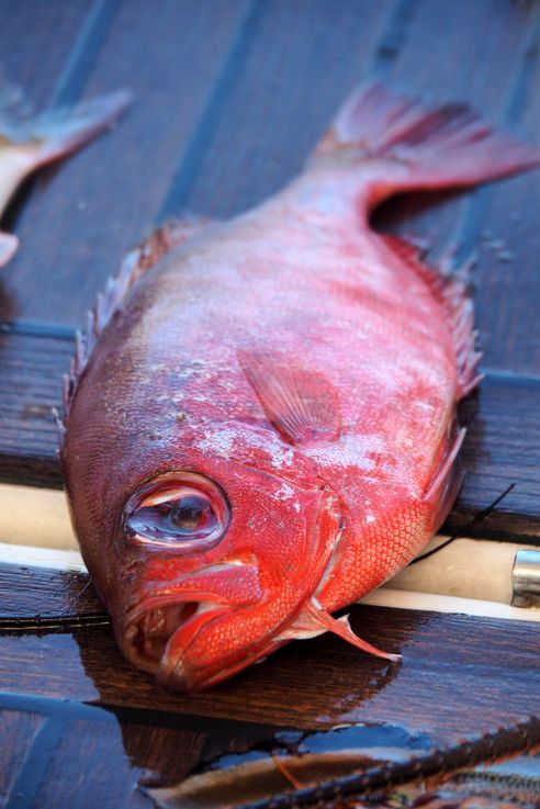 Pêche sur le voilier Magix