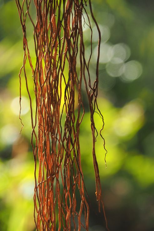 Ficus - Port Elizabeth - San Vicente y las Granadinas