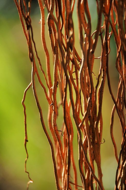 Ficus - Port Elizabeth - San Vicente y las Granadinas