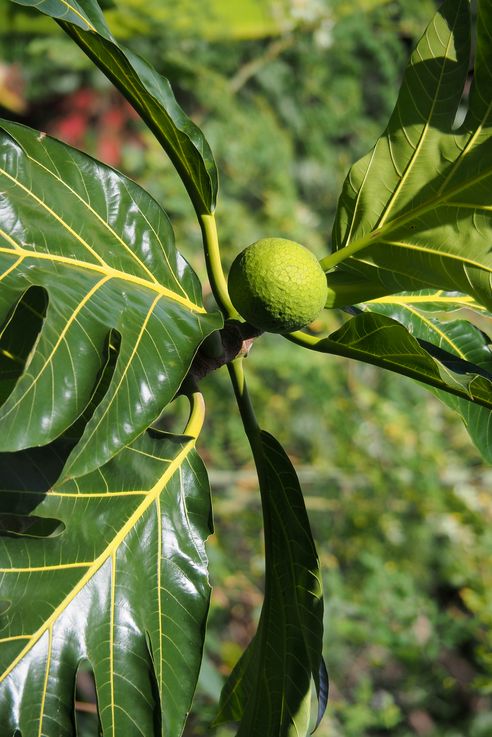 Petite Anse d'Arlet - Arbre à pain
