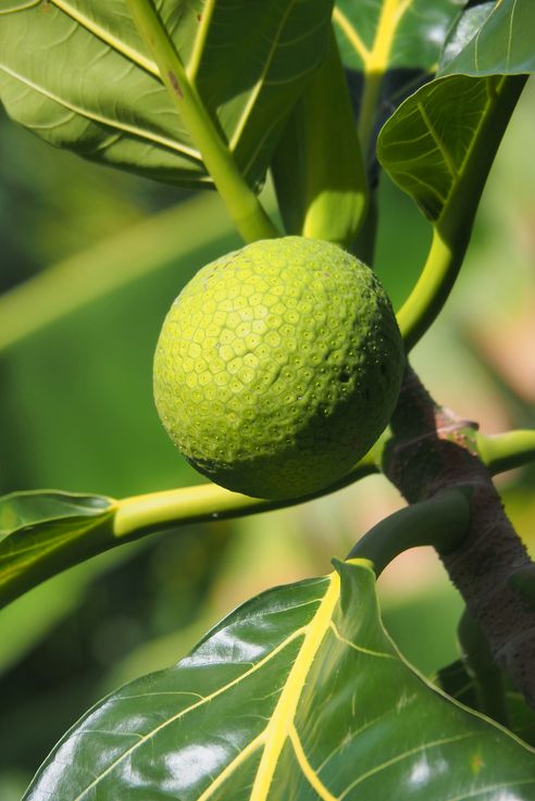 Petite Anse d'Arlet - Arbre à pain