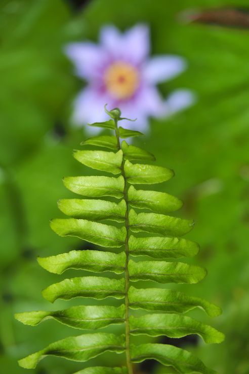 Nymphéa au jardin de Balata - Martinique