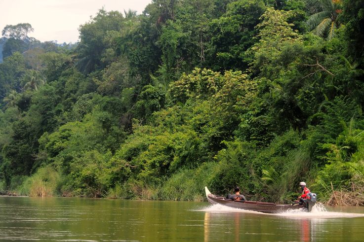 Bateau à moteur sur la rivière Tembeling au parc national de Taman Negara.
Altitude : 70 mètres