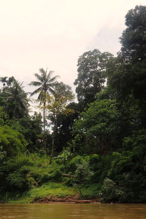 Berge du fleuve Tembeling et forêt tropicale à Kampung Pagi, parc national de Taman Negara.
Altitude : 74 mètres