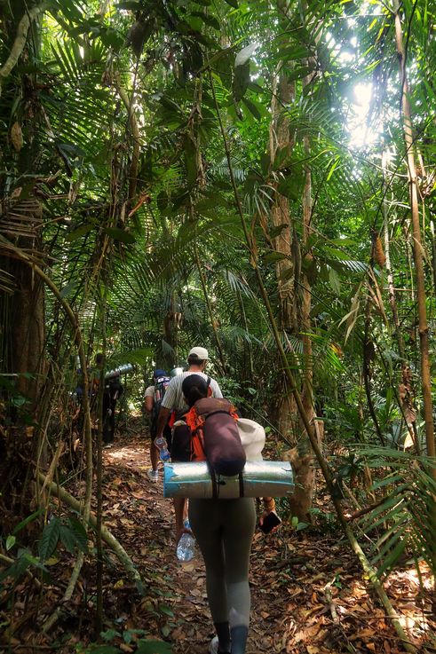 Trekking dans la jungle du Parc National de Taman Negara.
Altitude : 97 mètres
