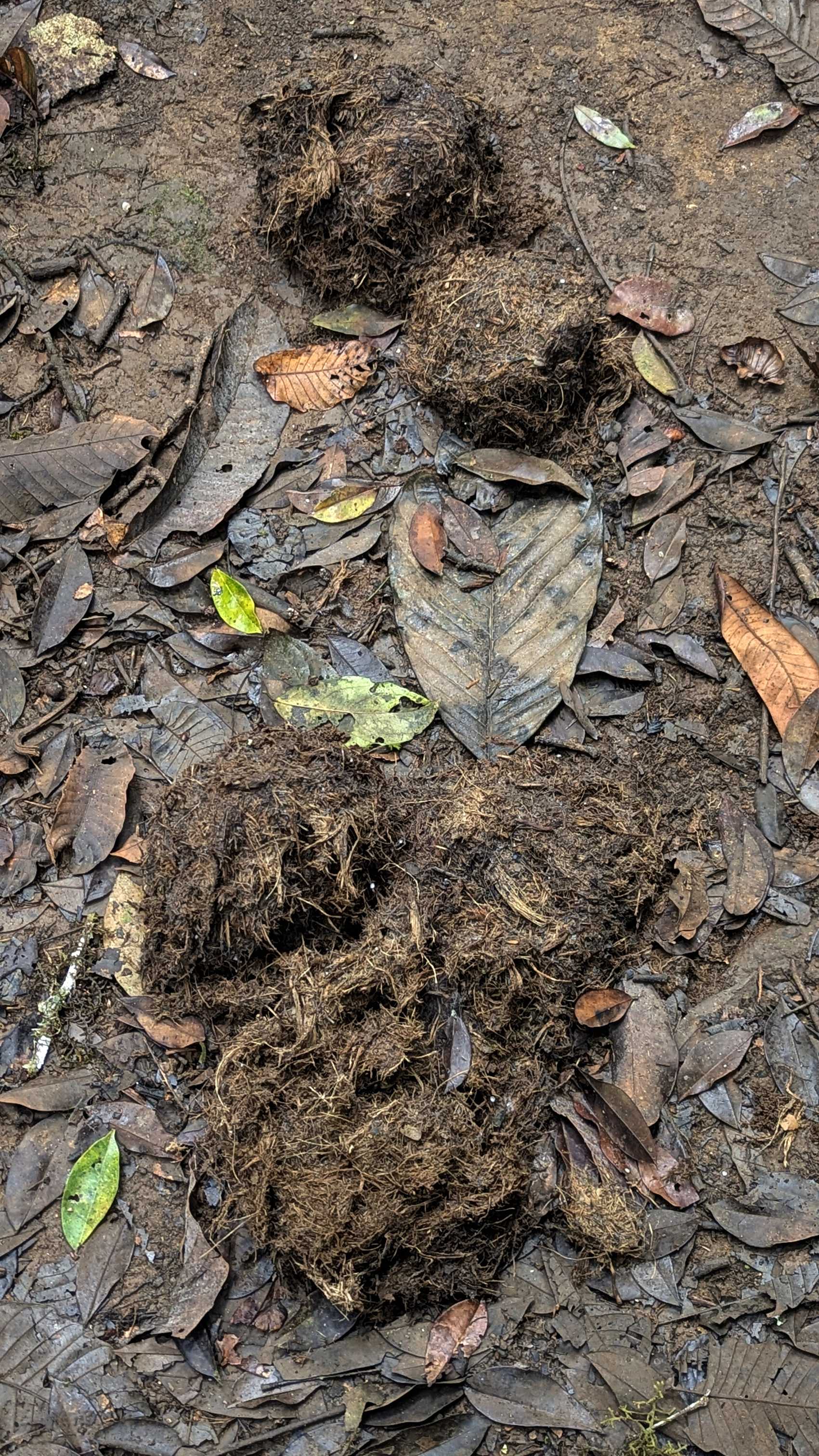 Excréments d'éléphant dans le parc national de Taman Negara.
Altitude : 74 mètres