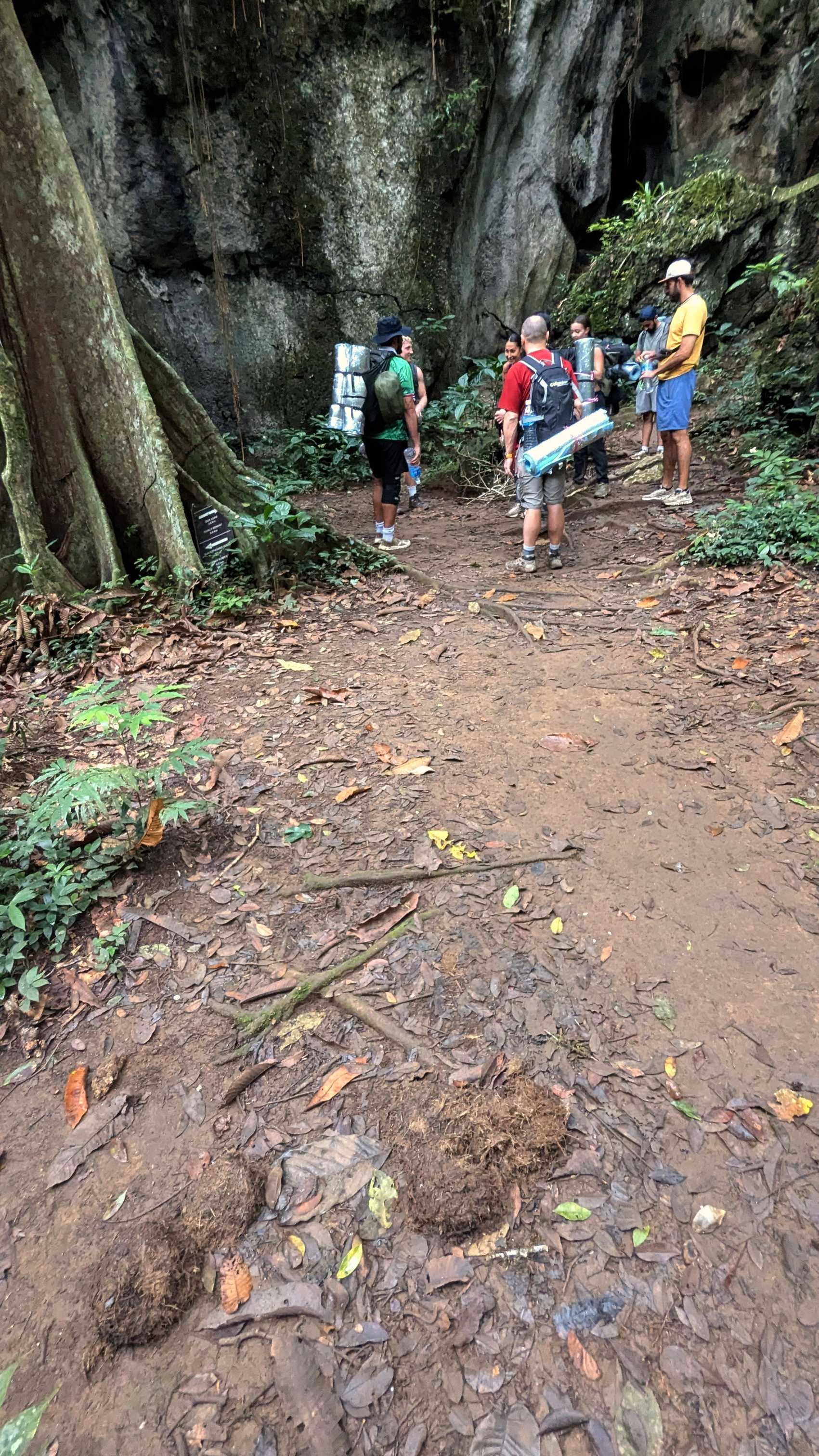 Excréments d'éléphant dans le parc national de Taman Negara, près de Kumbang Gua Kepayang.
Altitude : 74 mètres
