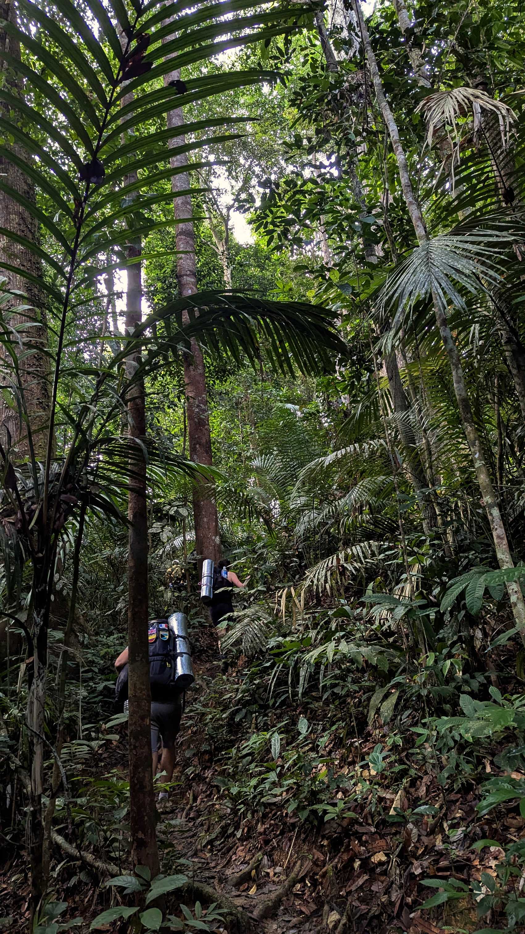 Trekking sur le sentier Kumbang en direction de Gua Kepayang Kecil, dans le parc national de Taman Negara.
Altitude : 94 mètres